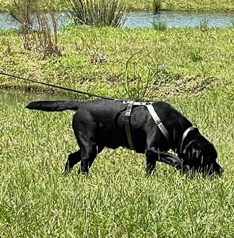 Labrador tracking scent in a grassy field