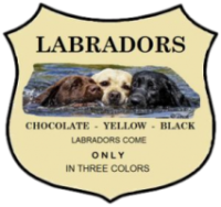 Labs only come in 3 colors - BLACK, YELLOW or CHOCOLATE