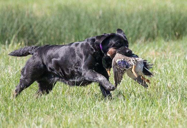 Black Lab retrieving a bird at a hunt test