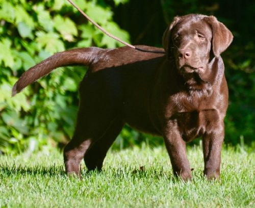 Chocolate Lab puppy standing in the grass