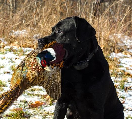 Lab retrieving a pheasant