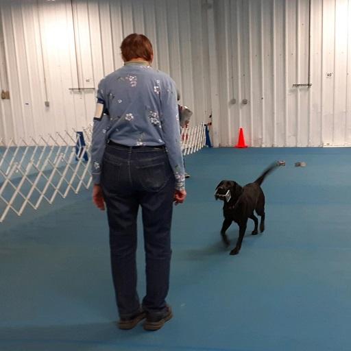 In the Utility obedience classs, the dog must select and retrieve an article that has been handled by its handler.