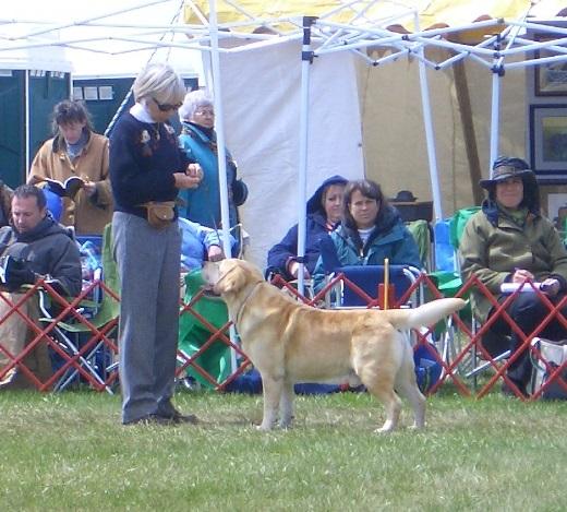 Competing in a dog show