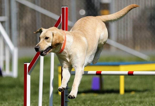 Yellow Labrador jumps an obstacle on an agility course