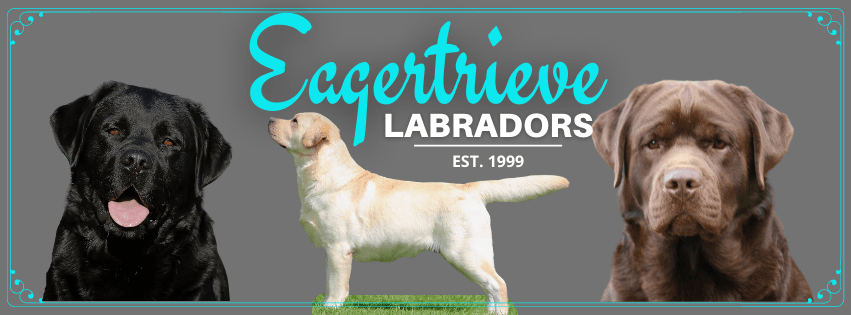 Eagertrieve Labradors-Hobbs or Elliot