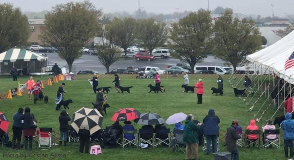 Labs competing in the show ring during a rain storm