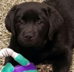 Black Lab puppy with a toy