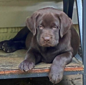 Chocolate Lab puppy ready to take a nap