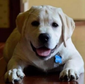 Yellow Lab puppy ready to play