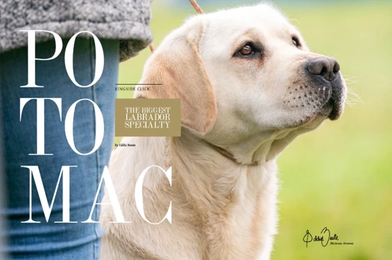 Yellow Labrador competing at a dog show