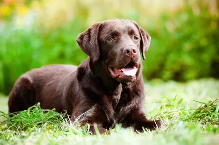 Chocolate Lab laying down in green grass -Paulina Kosturos