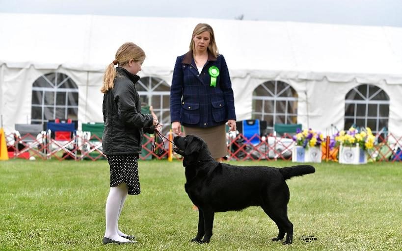 Winning the Junior Showmanship class at the Labrador specialty show