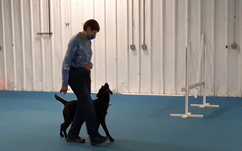 In Obedience competition, the dog should heel on the handler's left side with his shoulder next to the handler's left hip.