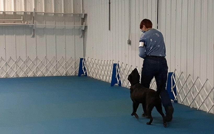 Sometimes the dog will heel beside the handler while wearing a leash and other time he will heel free during obedience competition.