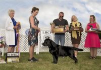 GCH Hoffmann's Chimichanga - LRCP Best of Breed 2023