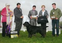 GCHB Lakeside Memoir of Gallivant - Best of Breed winner at the 2024 LRCP specialty show.
