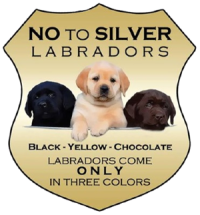 No to silver Labradors