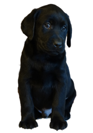 Black Lab puppy sitting with his head cocked to the side